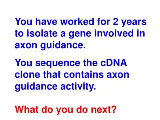 You have worked for 2 years to isolate a gene involved in axon guidance.