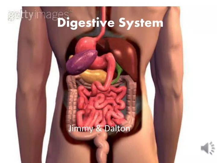 digestive system