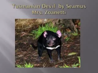 Tasmanian Devil by Seamus Mrs . Zoanetti
