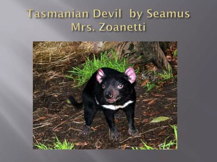 tasmanian devil by seamus mrs zoanetti