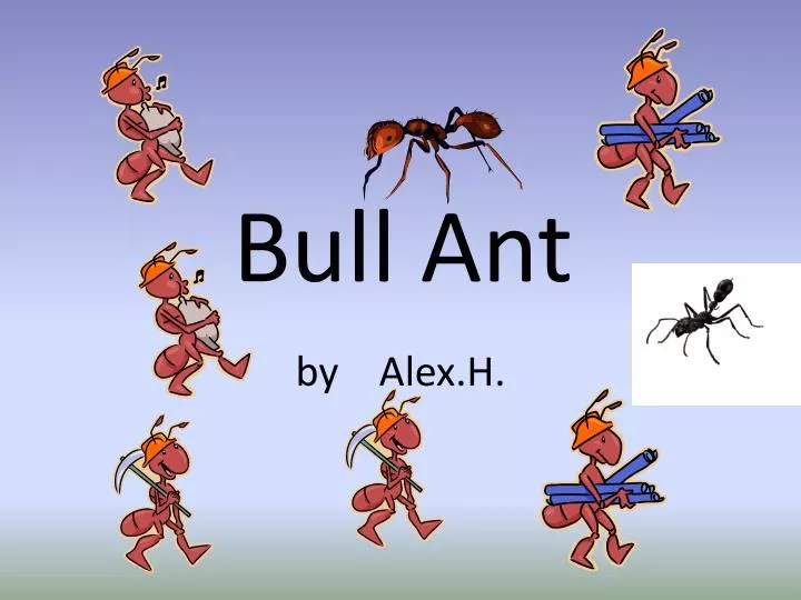 bull ant