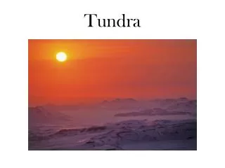 tundra