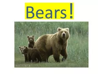 Bears !
