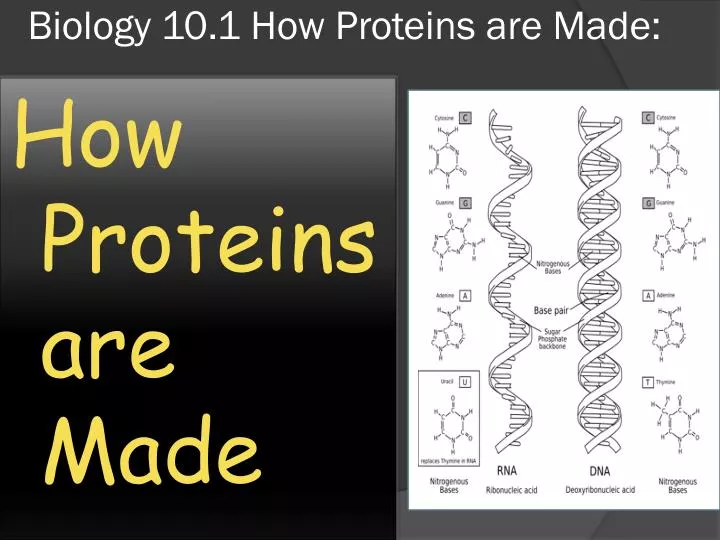 biology 10 1 how proteins are made