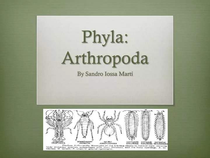 phyla arthropoda
