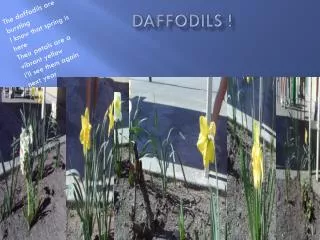 daffodils !