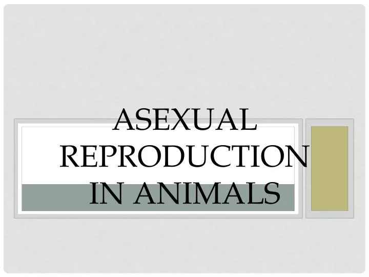 asexual reproduction in animals