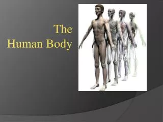 The Human Body