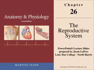 C h a p t e r 26 The Reproductive System