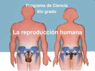 el sistema reproductor humano