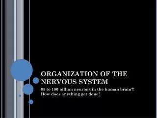 ORGANIZATION OF THE NERVOUS SYSTEM