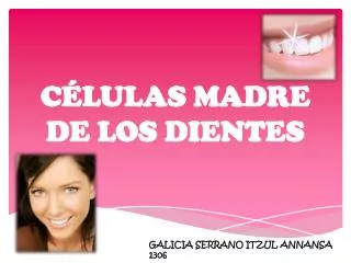 c lulas madre de los dientes