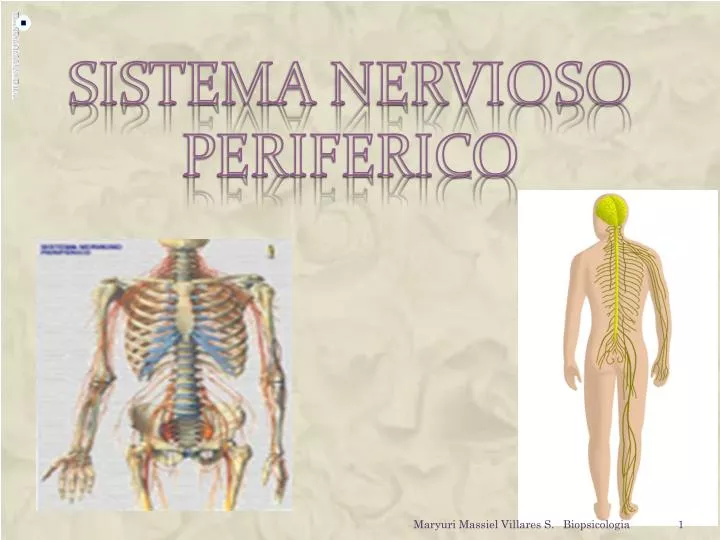 sistema nervioso periferico