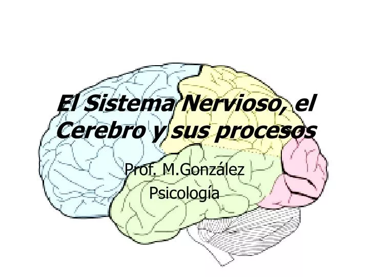 el sistema nervioso el cerebro y sus procesos