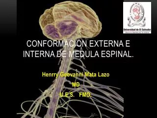 conformaci n externa e interna de medula espinal