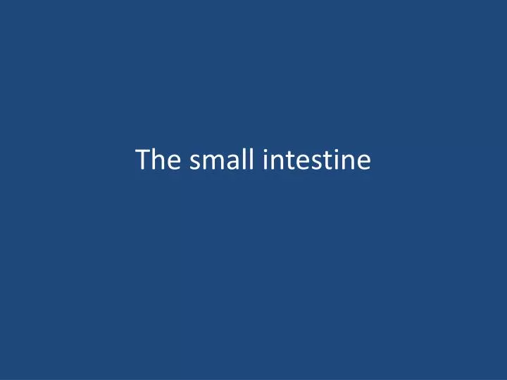 the small intestine