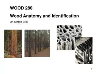 WOOD 280 Wood Anatomy and Identification Dr. Simon Ellis