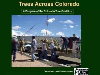 Trees Across Colorado