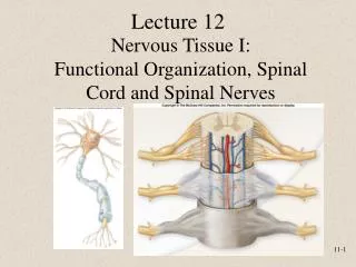 Nervous Tissue I: Functional Organization, Spinal Cord and Spinal Nerves