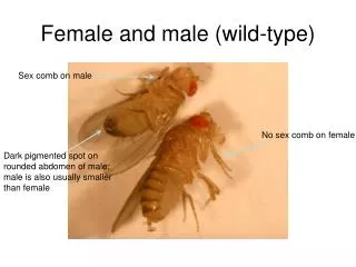 Female and male (wild-type)