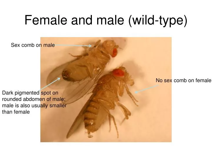female and male wild type