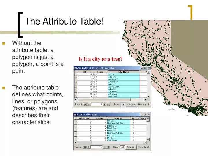 the attribute table