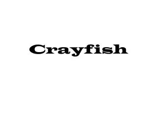 Crayfish