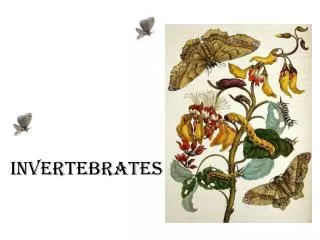 Invertebrates