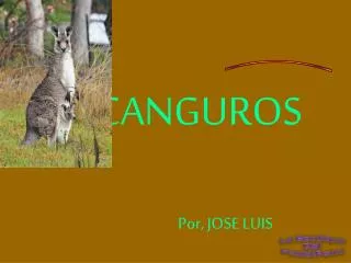 CANGUROS Por, JOSE LUIS