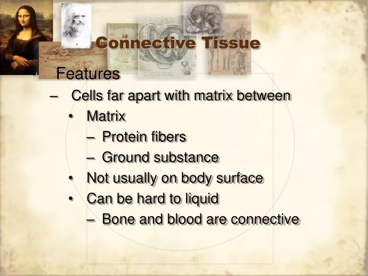 connective tissue