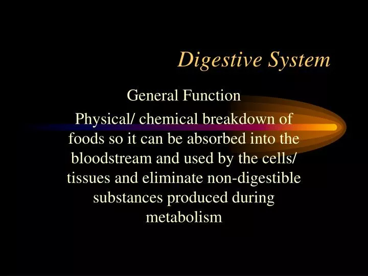 digestive system