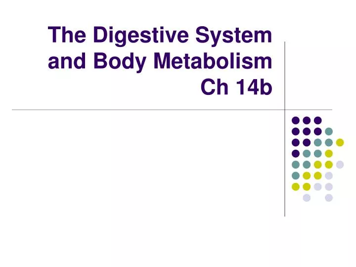 the digestive system and body metabolism ch 14b
