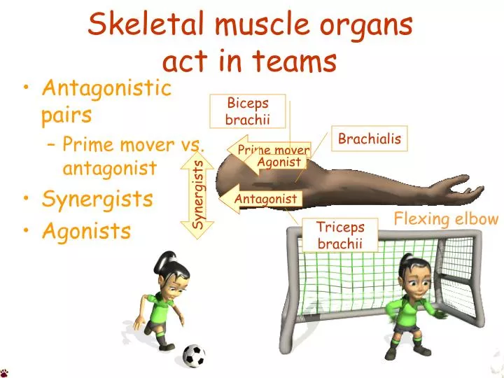 skeletal muscle organs act in teams