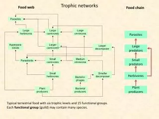 Trophic networks