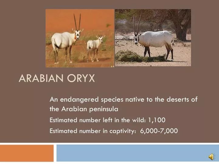 arabian oryx