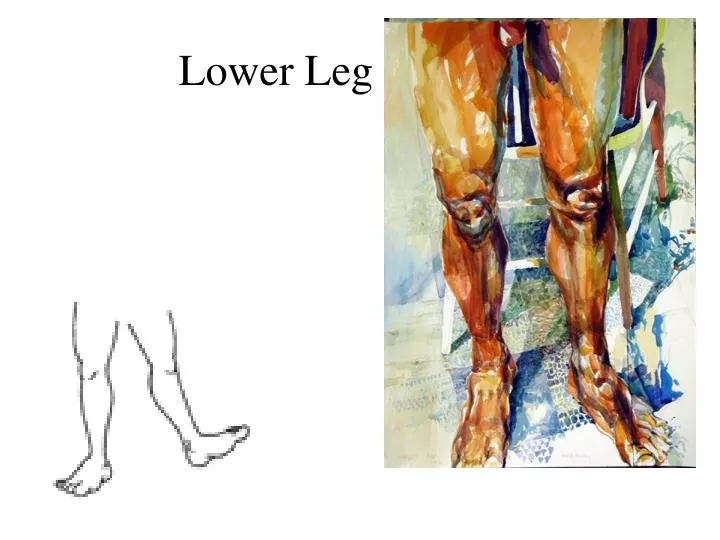 lower leg