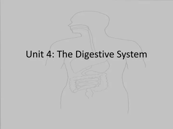unit 4 the digestive system