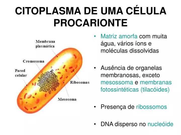 citoplasma de uma c lula procarionte