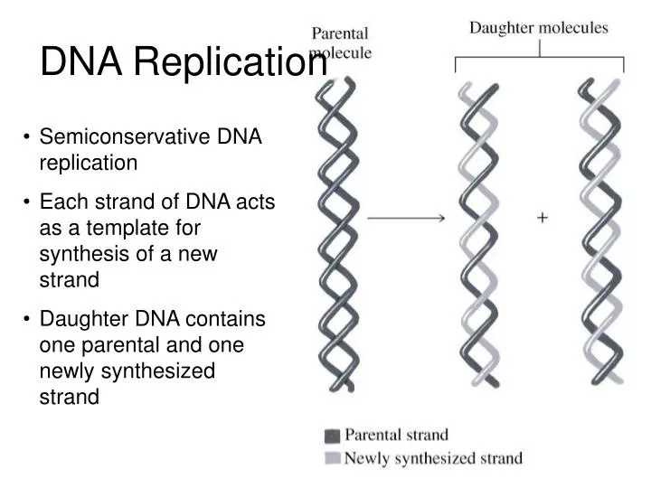 dna replication