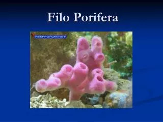 filo porifera