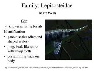 Family: Lepisosteidae Matt Wells