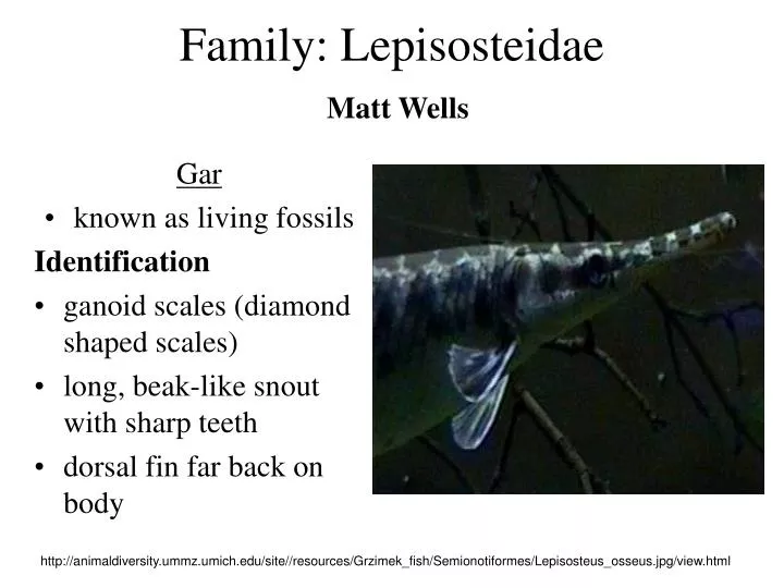 family lepisosteidae matt wells