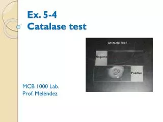 Ex. 5-4 Catalase test