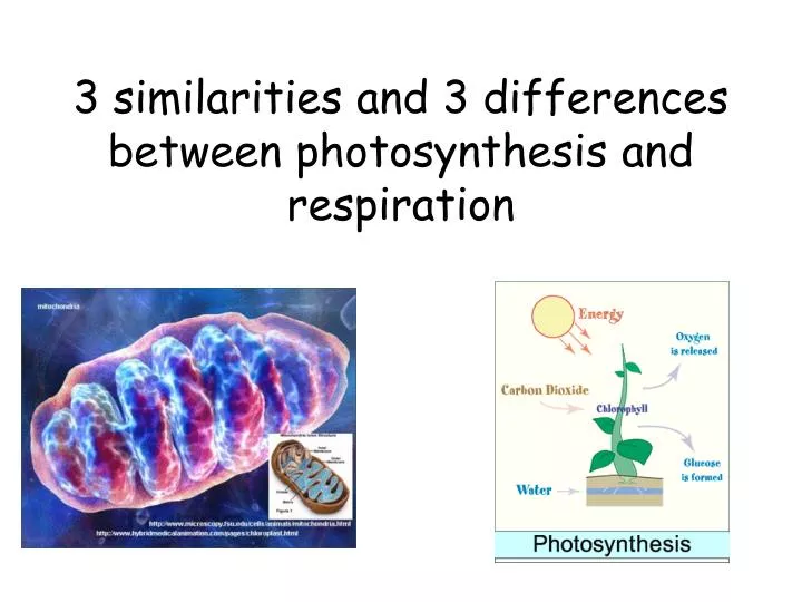 3 similarities and 3 differences between photosynthesis and respiration