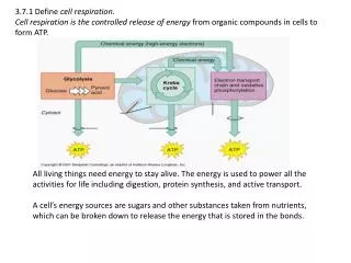 Aerobic cell respiration: glucose + oxygen ? carbon dioxide + water + energy