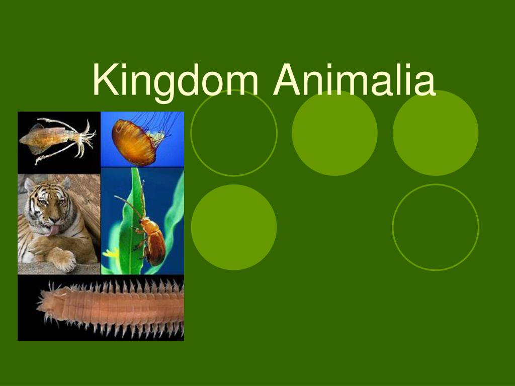 PPT - Kingdom Animalia PowerPoint Presentation, free download - ID:2939583