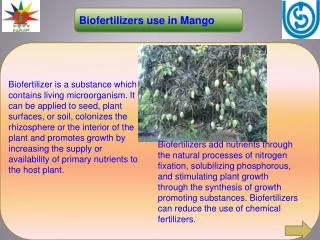 Biofertilizers use in Mango