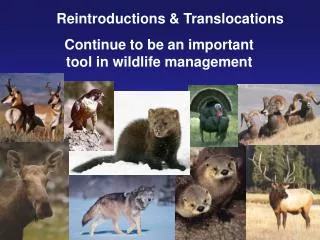 Reintroductions &amp; Translocations