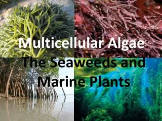 Multicellular Algae : The Seaweeds and Marine Plants