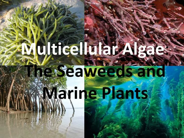 multicellular algae the seaweeds and marine plants